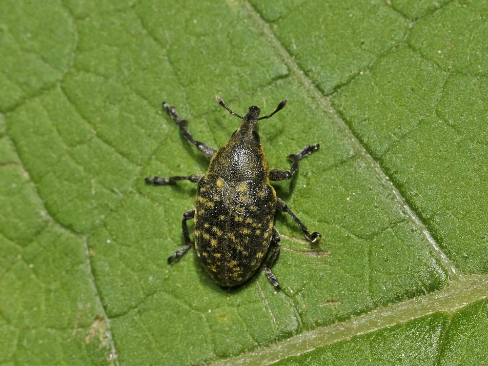 Larinus turbinatus?